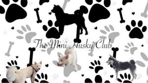 The Mini Husky Club Image