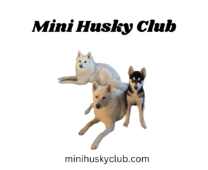 The Mini Husky Club Image