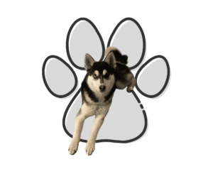 The Mini Husky Club Image