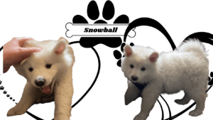 The Mini Husky Club Image