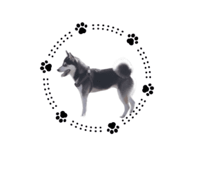 The Mini Husky Club Image