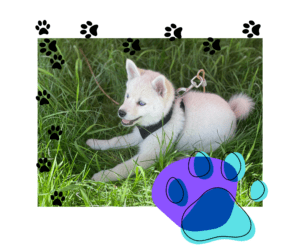 The Mini Husky Club Image