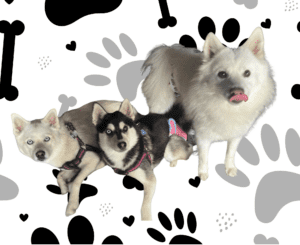 The Mini Husky Club Image