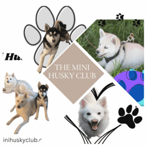 The Mini Husky Club Image